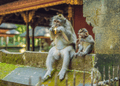 Monkey Forest Ubud Bali