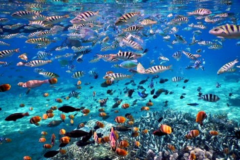 gamat bay
