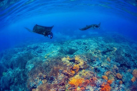 Nusa Penida Snorkeling Tour: Swim with Mantas at 3 Top Spots + Lunch