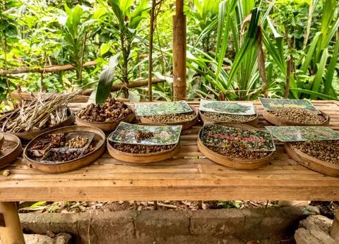 Top 7 Coffee Plantations in Bali for Authentic Tours and Scenic Experiences