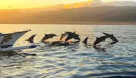 Chasing the Sunrise: A Morning with the Dolphins of Lovina