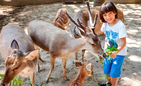 Bali Zoo