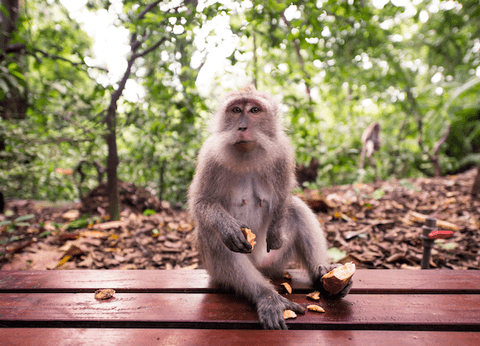 Best of Ubud 1-Day Tour All-Inclusive
