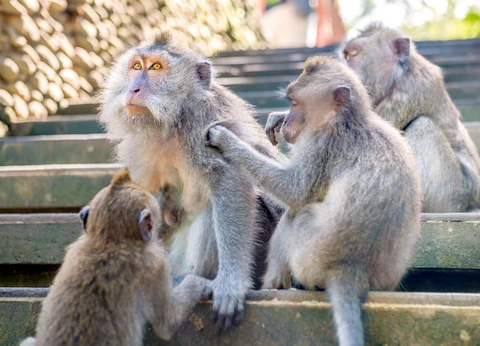 Best of Ubud 1-Day Tour All-Inclusive
