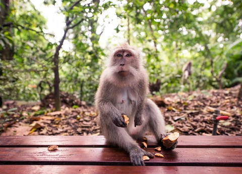 Best of Ubud 1-Day Tour All-Inclusive