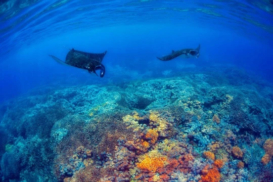 manta-bay