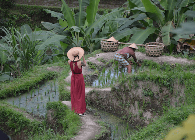 Rice Terrace Tegallalang Ubud Bali