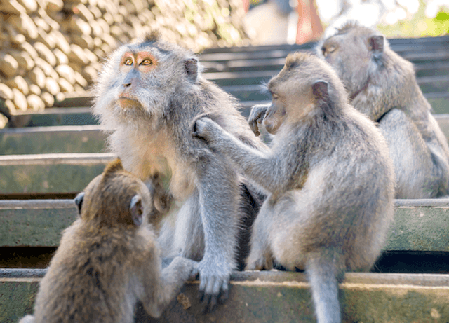 Monkey Forest Ubud Bali