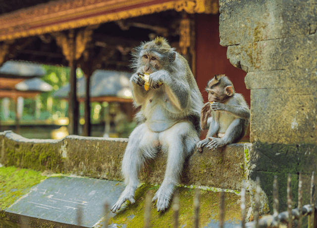 Monkey Forest Ubud Bali