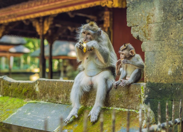Monkey Forest Ubud Bali