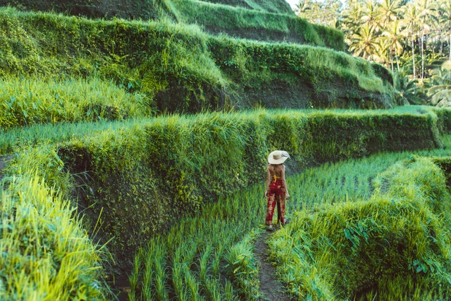 Tegallalang rice terraces ubud bali4