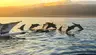 Chasing the Sunrise: A Morning with the Dolphins of Lovina