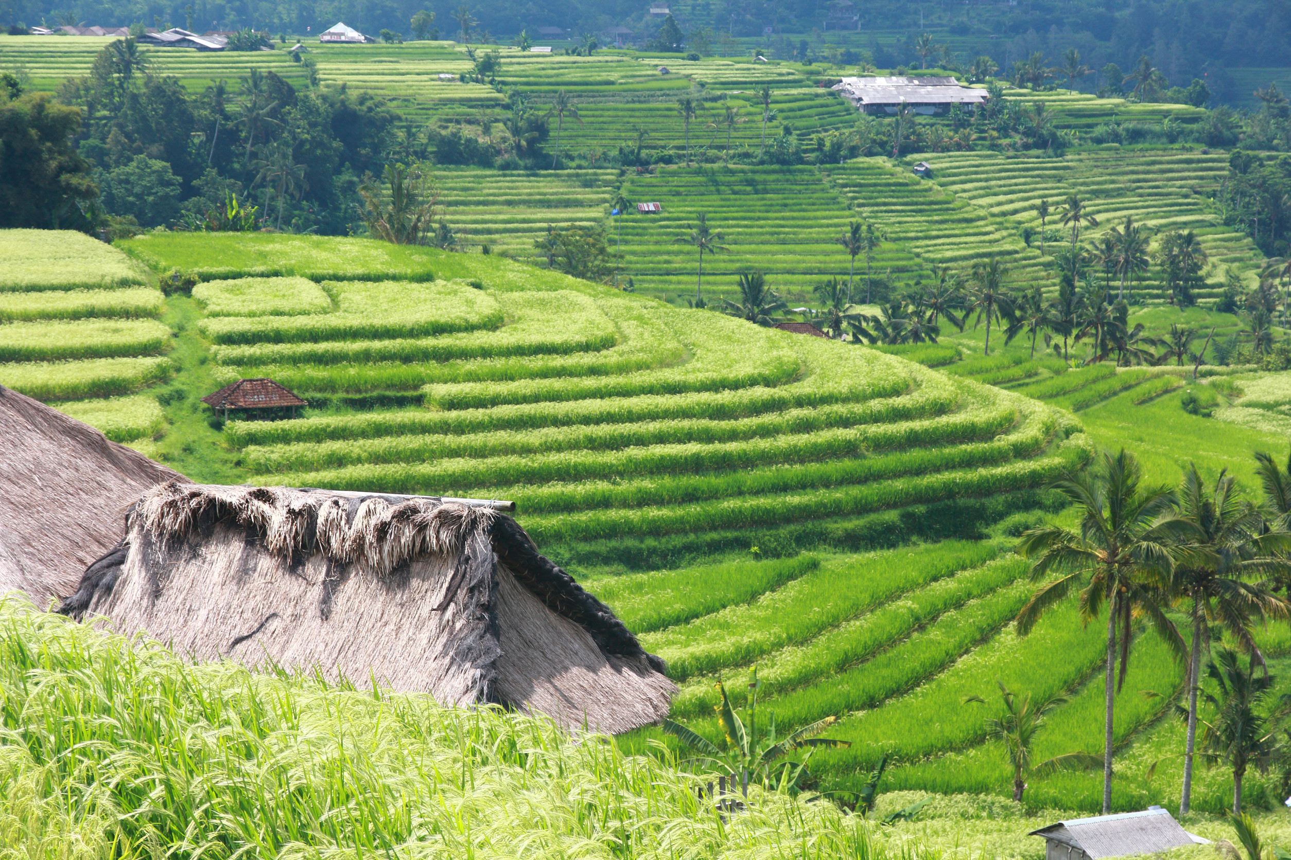 Discover Bali’s UNESCO Treasures Tour